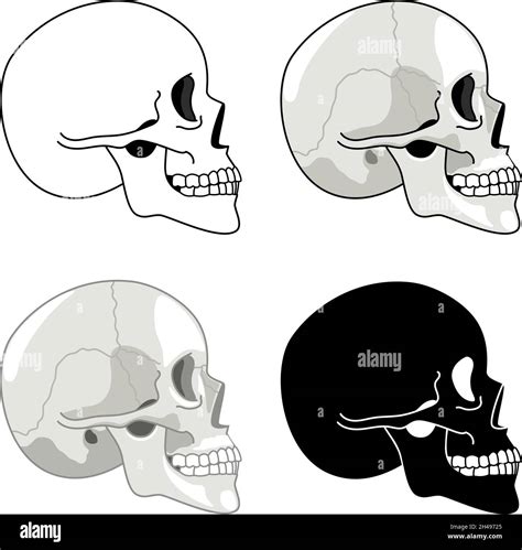 skull profile pic|human skull profile.